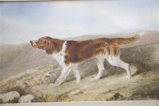 Victorian School, watercolour, A favourite Setter of Major General Thomas John, 20 x 40cm